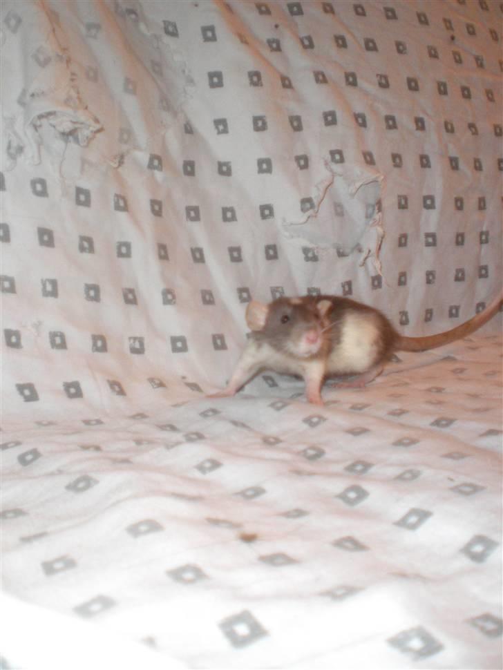 Tamrotte Dixie RIP - 21/11-10 billede 9