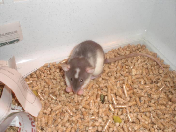 Tamrotte Dixie RIP - 21/11-10 billede 10