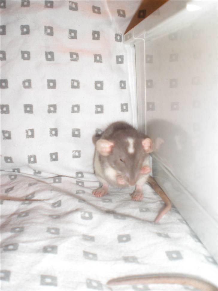 Tamrotte Dixie RIP - 21/11-10 billede 11