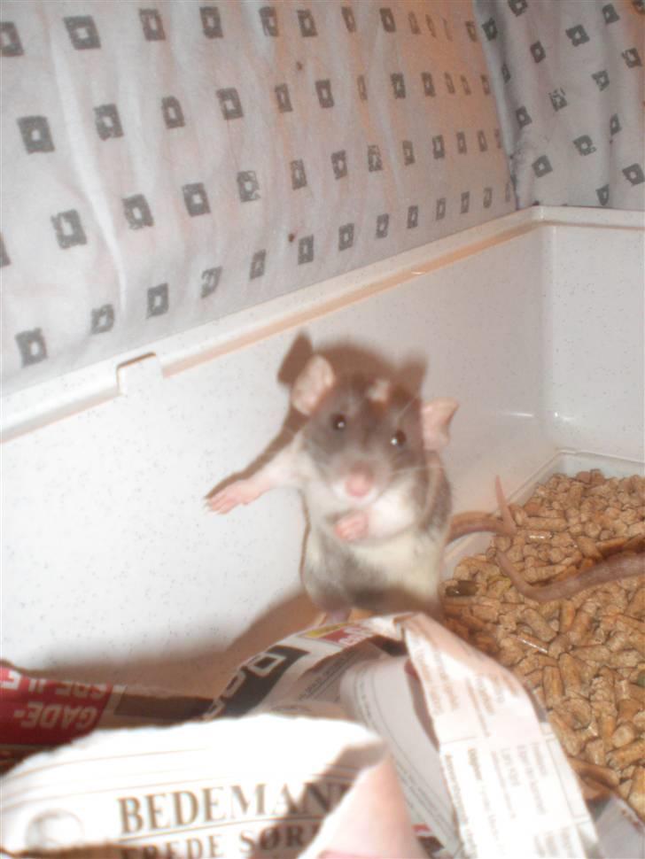 Tamrotte Dixie RIP - 21/11-10 billede 12