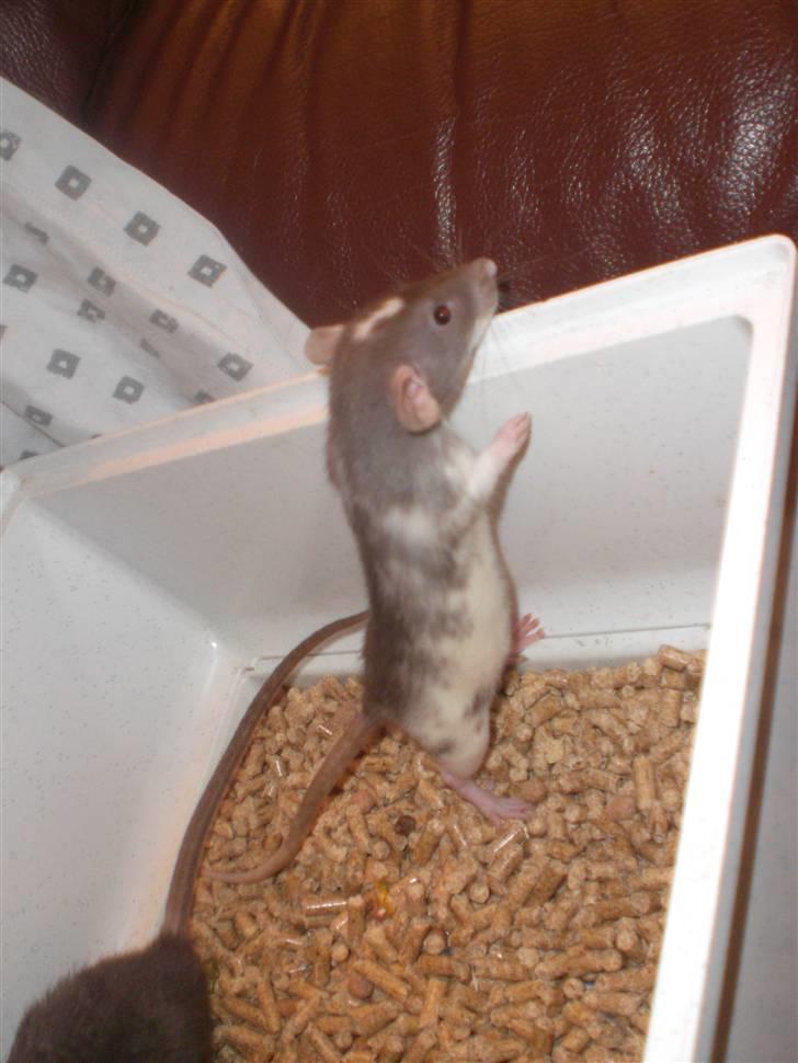 Tamrotte Dixie RIP - 21/11-10 billede 13