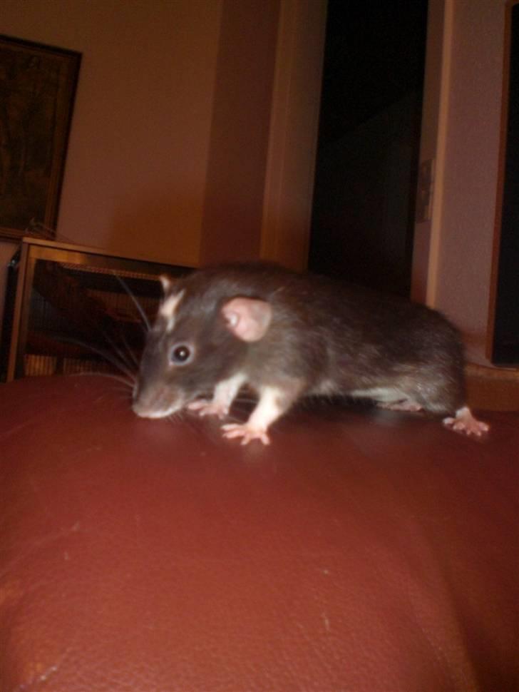 Tamrotte Vita RIP - 21/11-10. billede 11