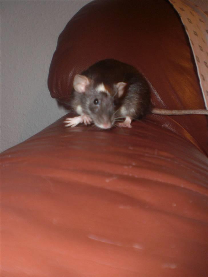 Tamrotte Vita RIP - 21/11-10. billede 12