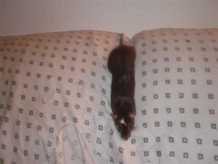 Tamrotte Vita RIP - 21/11-10. billede 13