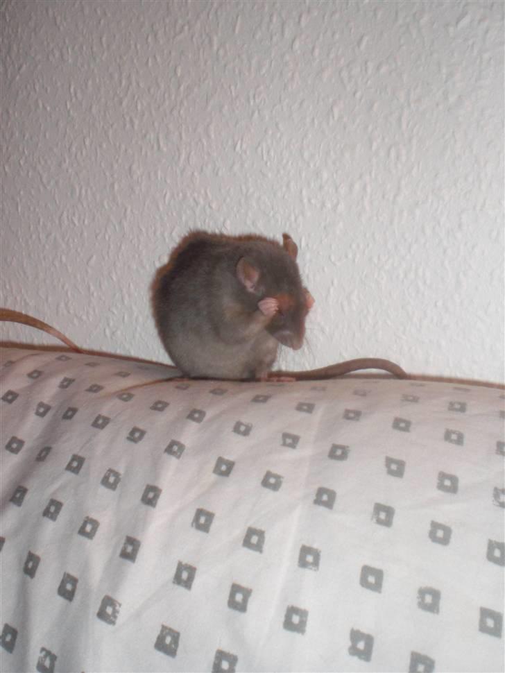 Tamrotte Altura RIP - 21/11-10. billede 9