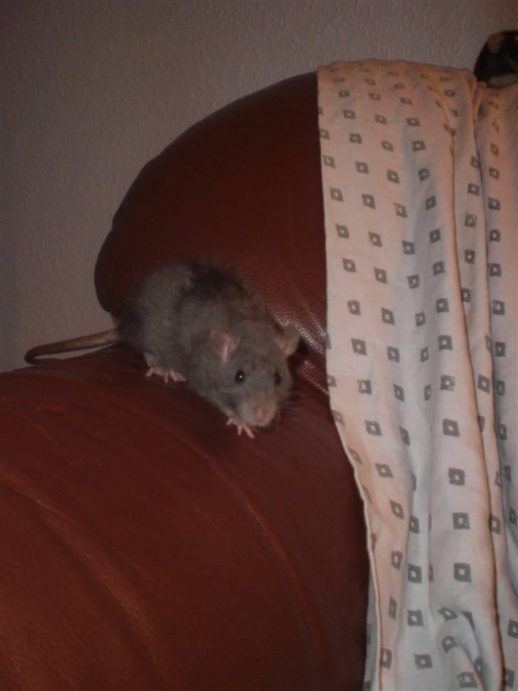 Tamrotte Altura RIP - 21/11-10. billede 10