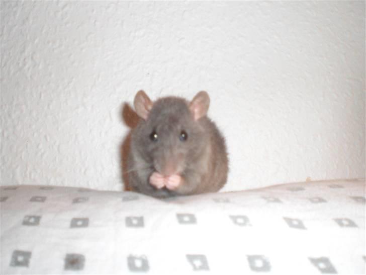 Tamrotte Altura RIP - 21/11-10. billede 11