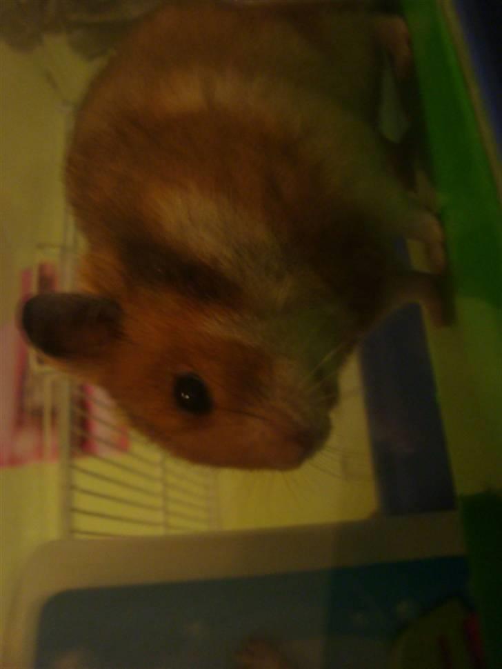 Hamster hamster billede 8