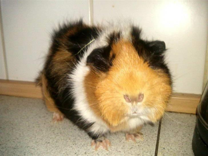 Marsvin Tamaya billede 16