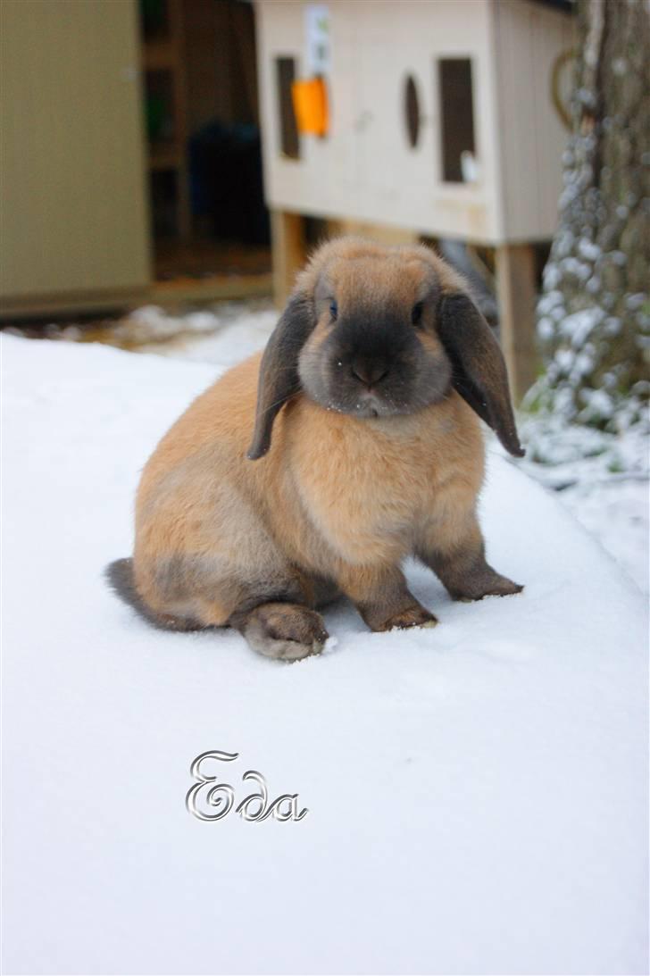 Kanin Hønsehusets Prazo Oneida - Foto: Mig billede 10