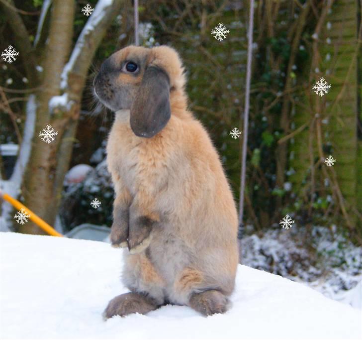 Kanin Hønsehusets Prazo Oneida - Foto: Mig billede 11