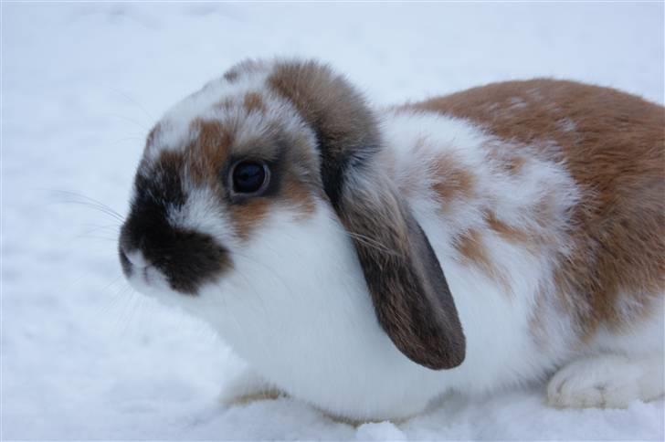 Kanin Rubin's Talaia Lavina - Foto: Mig billede 16