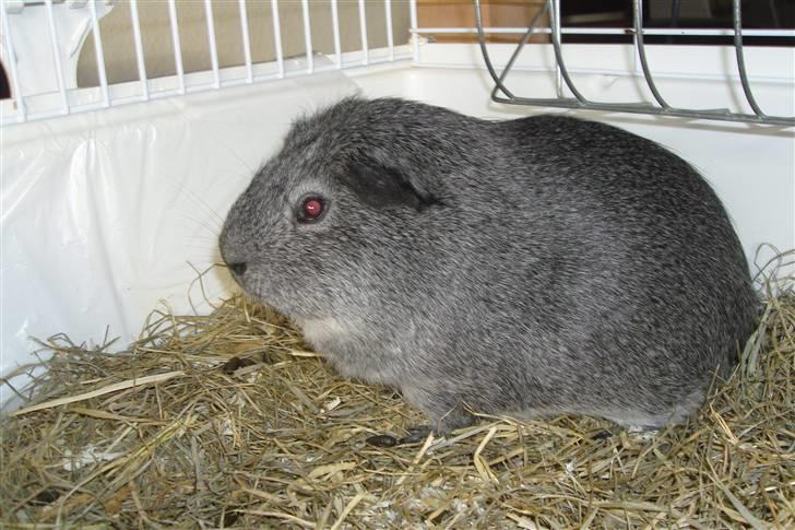 Marsvin Mercedes billede 1