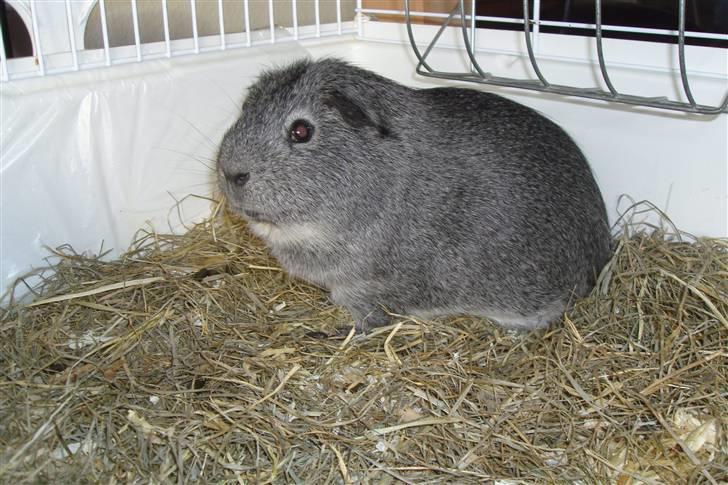 Marsvin Mercedes billede 2