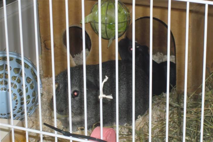 Marsvin Mercedes billede 3