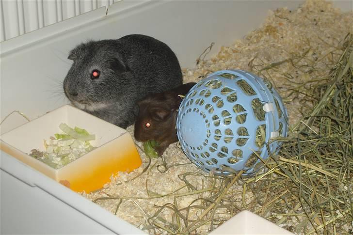 Marsvin Mercedes billede 4