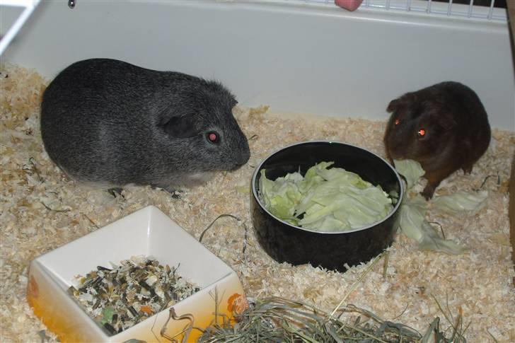 Marsvin Mercedes billede 5