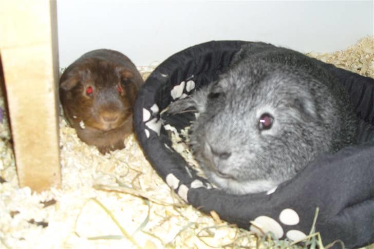 Marsvin Mercedes billede 6