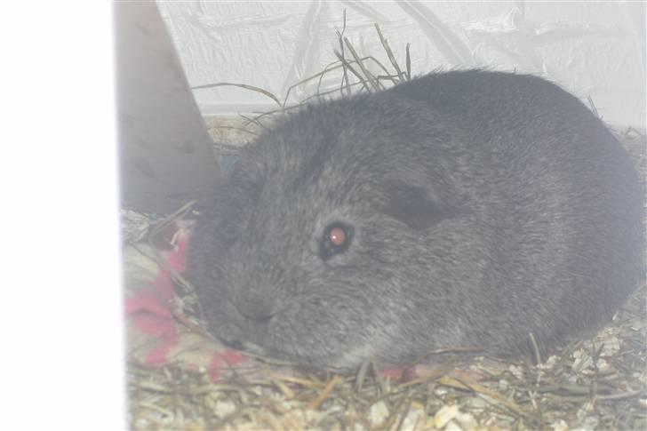 Marsvin Mercedes billede 7