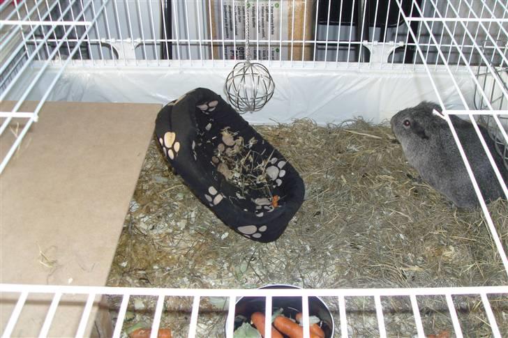 Marsvin Mercedes billede 8