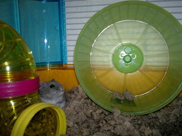 Dværghamster Grønnebæk's Nico - Gået bort - Nico du den bedste<3 billede 9