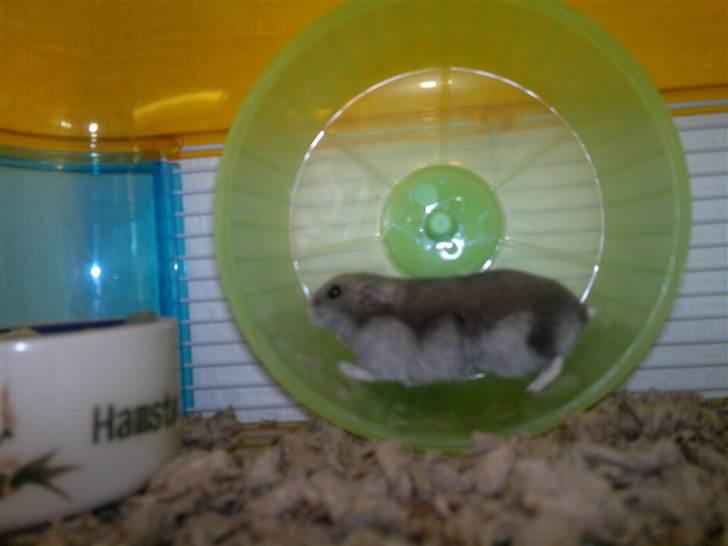 Dværghamster Grønnebæk's Nico - Gået bort - MIN NICO, KUN MIN!!! billede 10