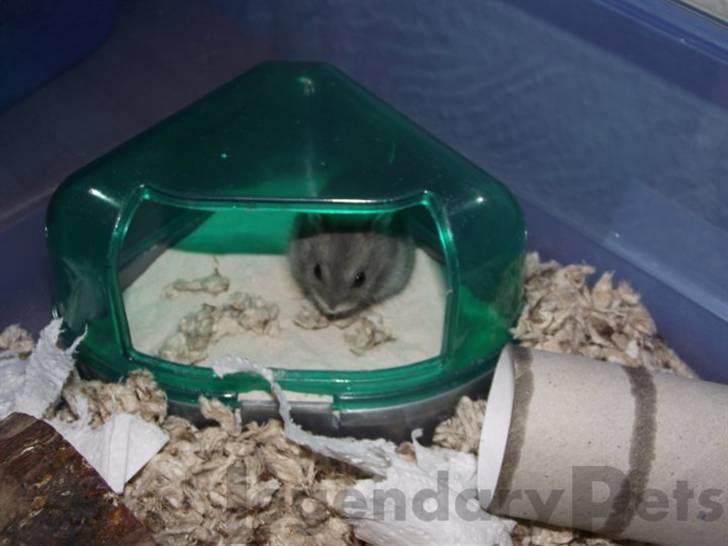 Dværghamster Grønnebæk's Nico - Gået bort - Evt. dejlig? billede 11