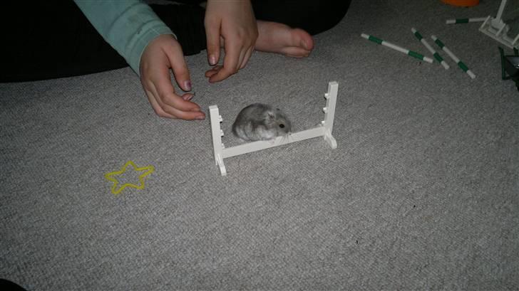 Dværghamster Grønnebæk's Nico - Gået bort - Pølse<3 billede 12