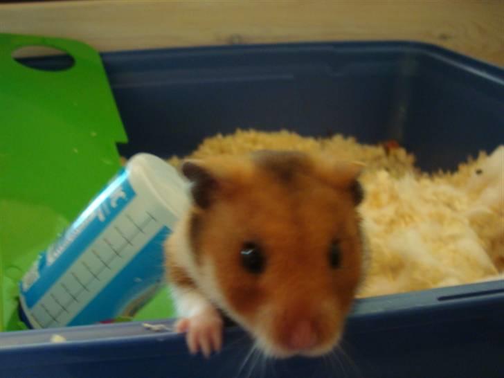 Hamster hamster billede 9