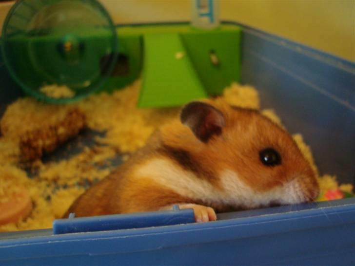 Hamster hamster billede 10