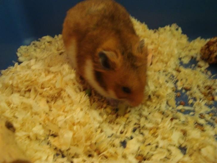Hamster hamster billede 11