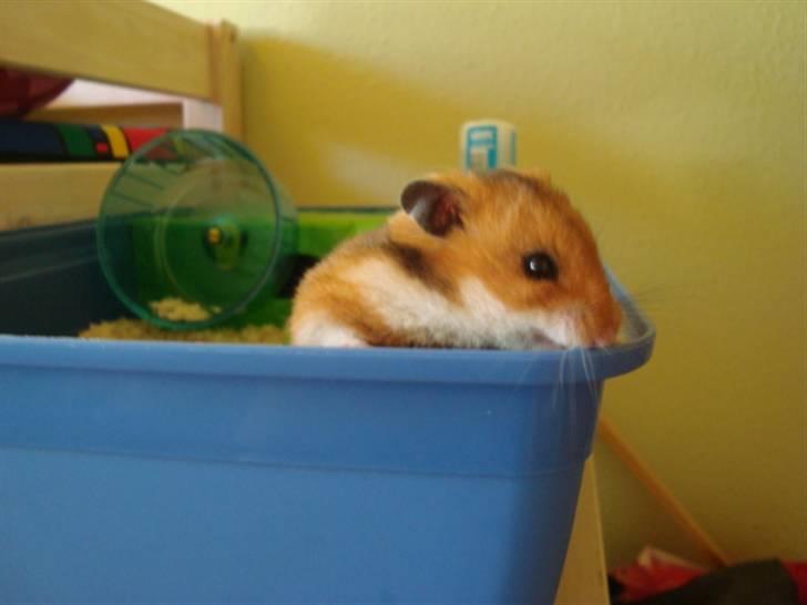 Hamster hamster billede 12