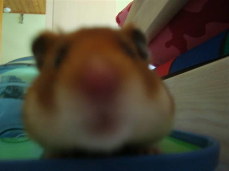 Hamster hamster billede 13