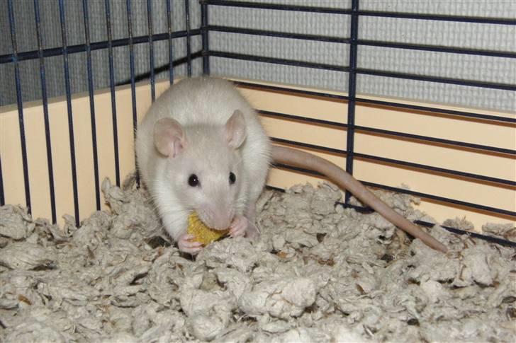 Tamrotte †Røntved's Zeus† billede 5