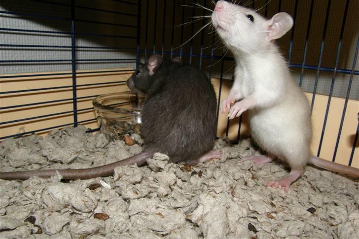 Tamrotte †Røntved's Zeus† billede 7