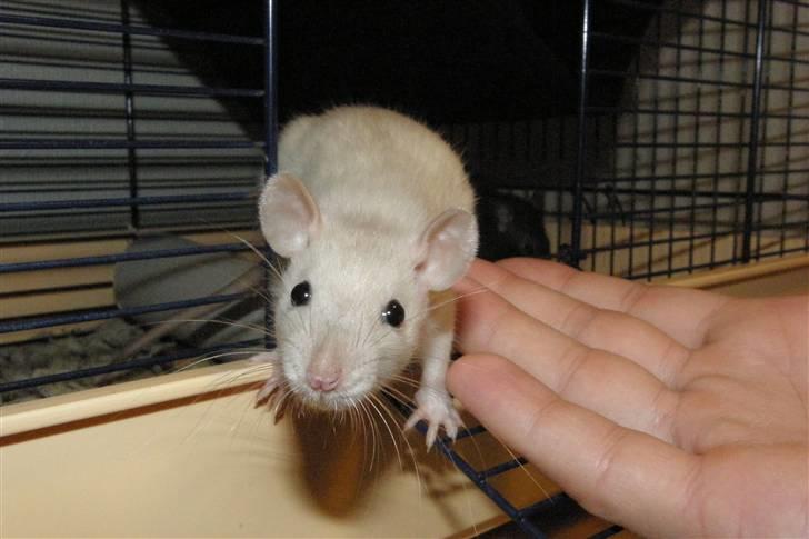 Tamrotte †Røntved's Zeus† billede 9