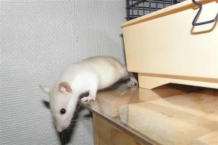 Tamrotte †Røntved's Zeus† billede 10