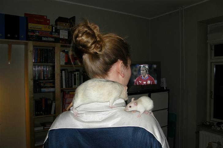 Tamrotte †Røntved's Zeus† - Lille Zeus og STORE Jack :) billede 11