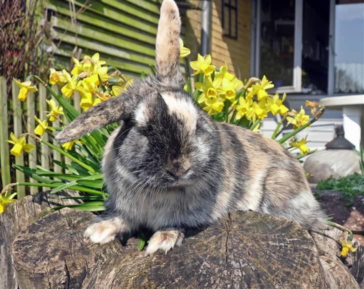 Kanin Bo... hvil i fred <3 billede 1