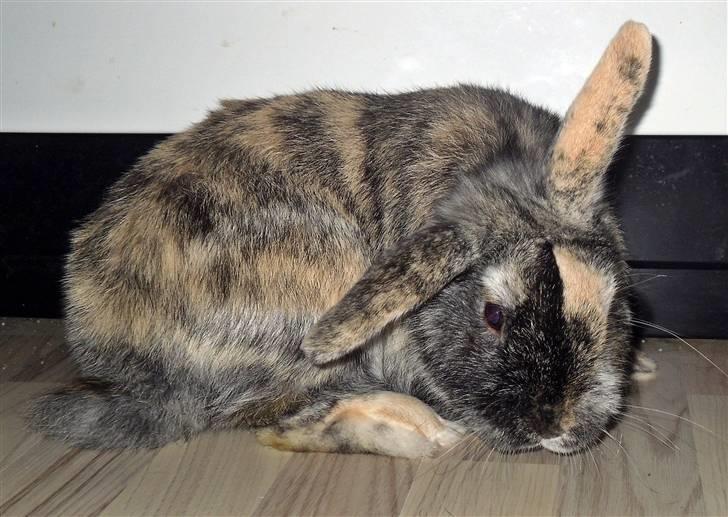Kanin Bo... hvil i fred <3 billede 2