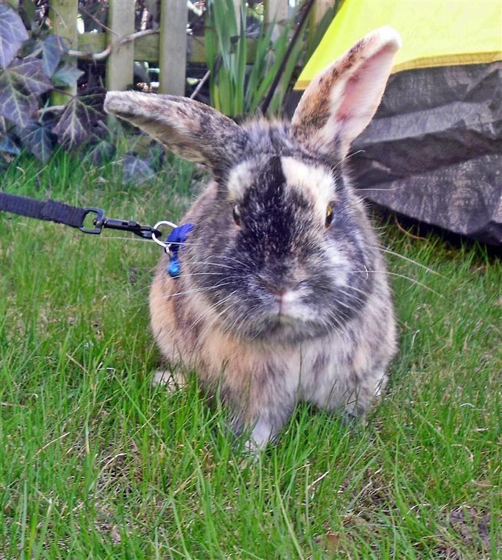 Kanin Bo... hvil i fred <3 billede 3