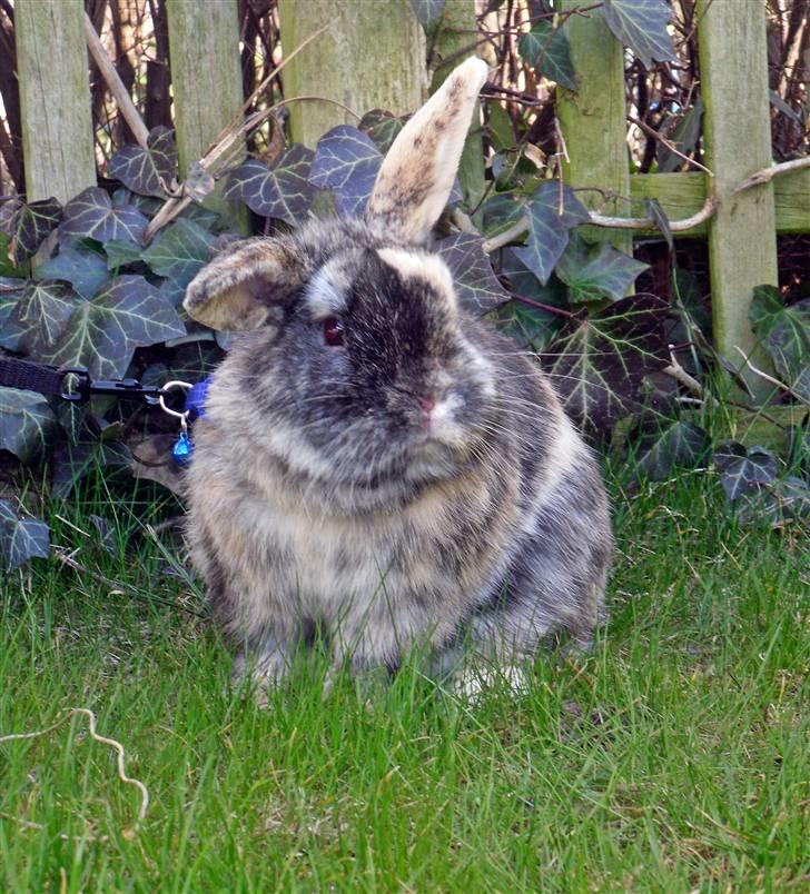 Kanin Bo... hvil i fred <3 billede 4
