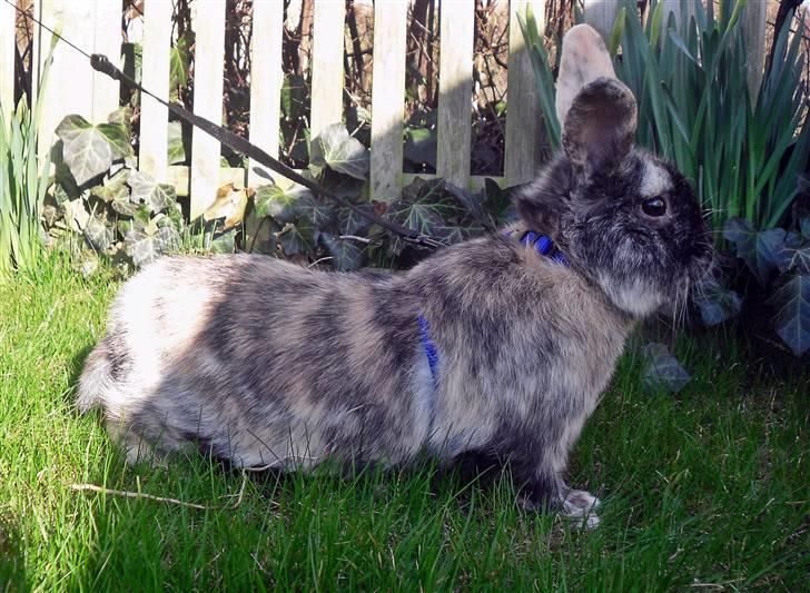 Kanin Bo... hvil i fred <3 billede 5