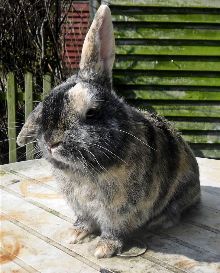 Kanin Bo... hvil i fred <3 billede 6