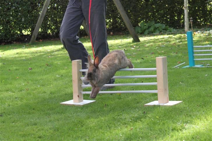 Kanin Nuggi billede 14