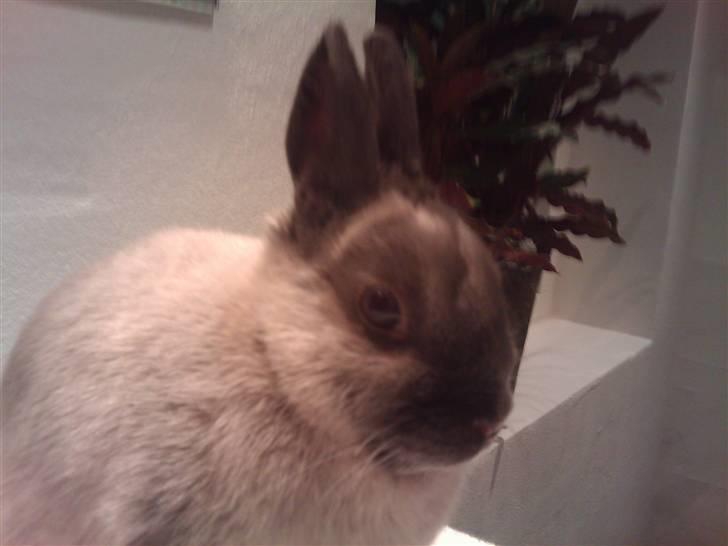 Kanin Flower Power "hermelin" billede 1