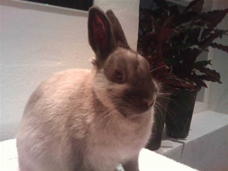 Kanin Flower Power "hermelin" billede 2