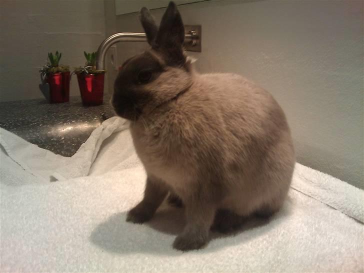 Kanin Flower Power "hermelin" billede 3