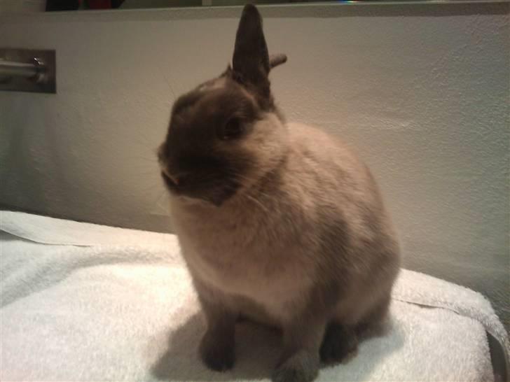 Kanin Flower Power "hermelin" billede 4