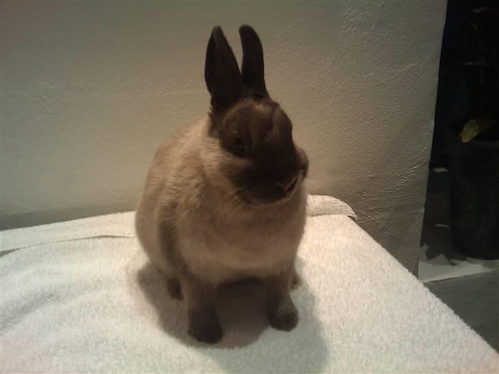 Kanin Flower Power "hermelin" billede 5